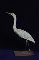 藏品(小白鷺)的圖片